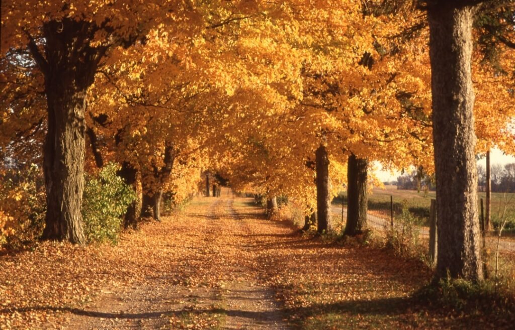 A road lined with lots of trees covered in fall leaves