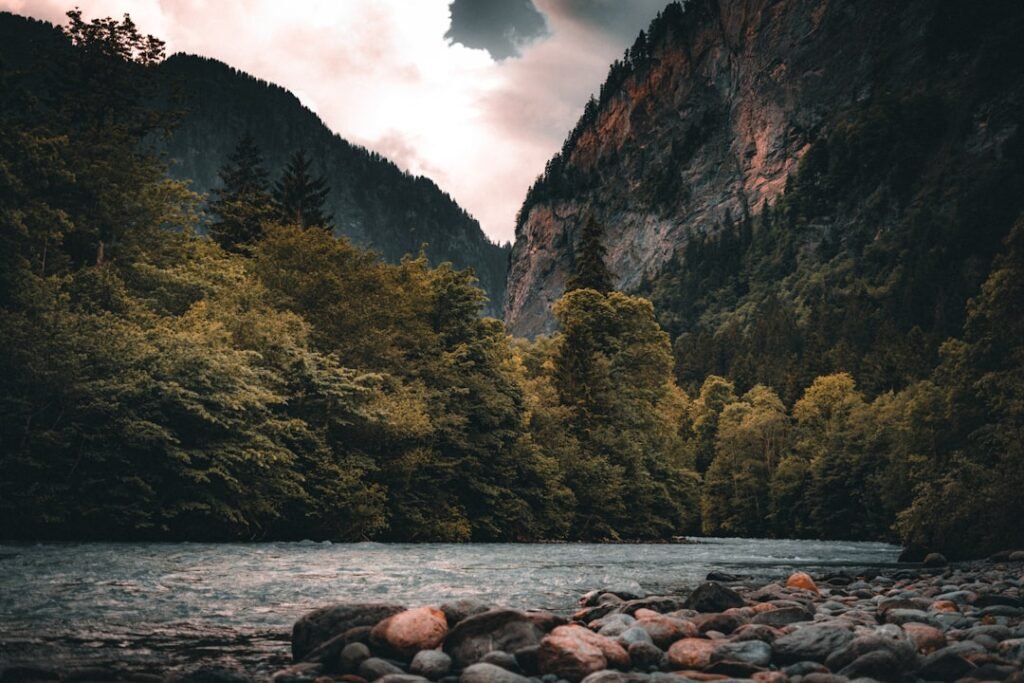 a river flowing through a lush green forest